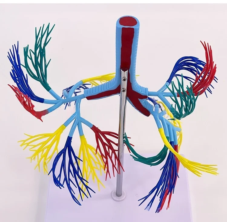 Human Trachea and Bronchial Anatomy Model PVC Bronchial Tree Model for ...