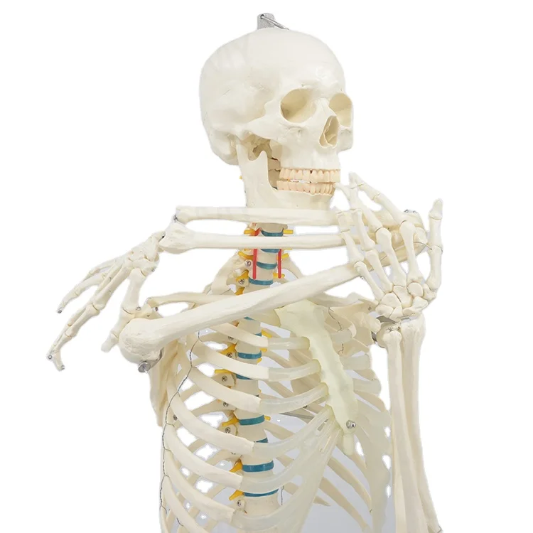 
PNT-0101A 175cm height human adult skeleton model 