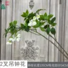 2-pronged bellflower, white
