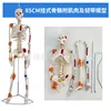 85cm Colored Hanging Intervertebral Disc Muscle Ligament