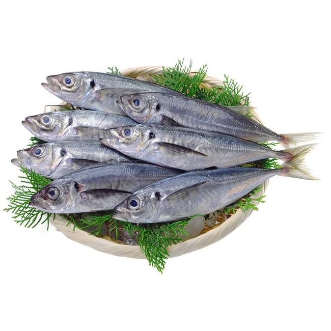 优质日本海鲜整片鱼片冷冻鱼马鲭鱼 Buy 竹荚鱼 圆角冷冻鱼 竹荚鱼整个product On Alibaba Com