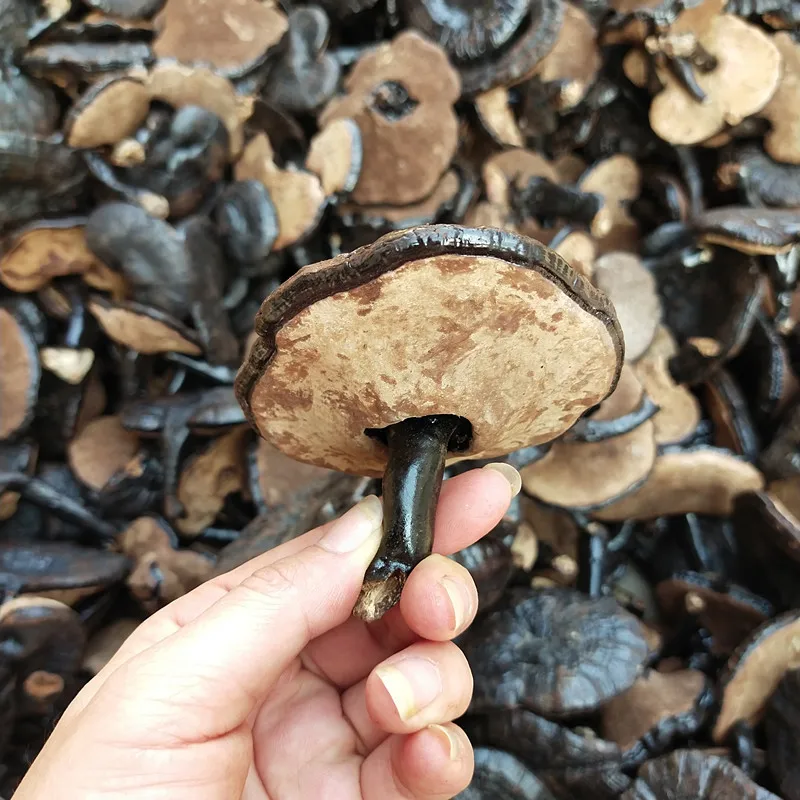 人気沸騰中！天然乾燥黒霊芝（霊芝茸）100%天然販売中| Alibaba.com