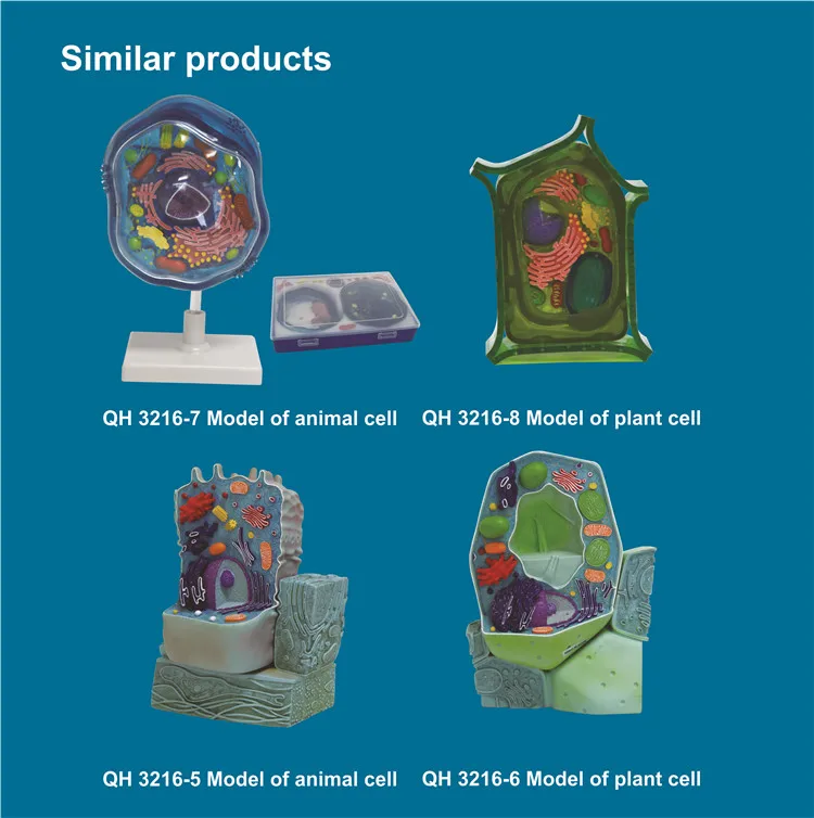 Enlarged detailed ABS anatomical animal cell structure model animal