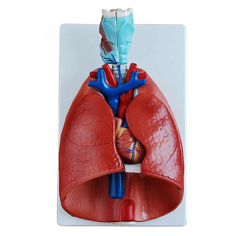Respiratory System 7- Part Human Lung Model For Medical Display
