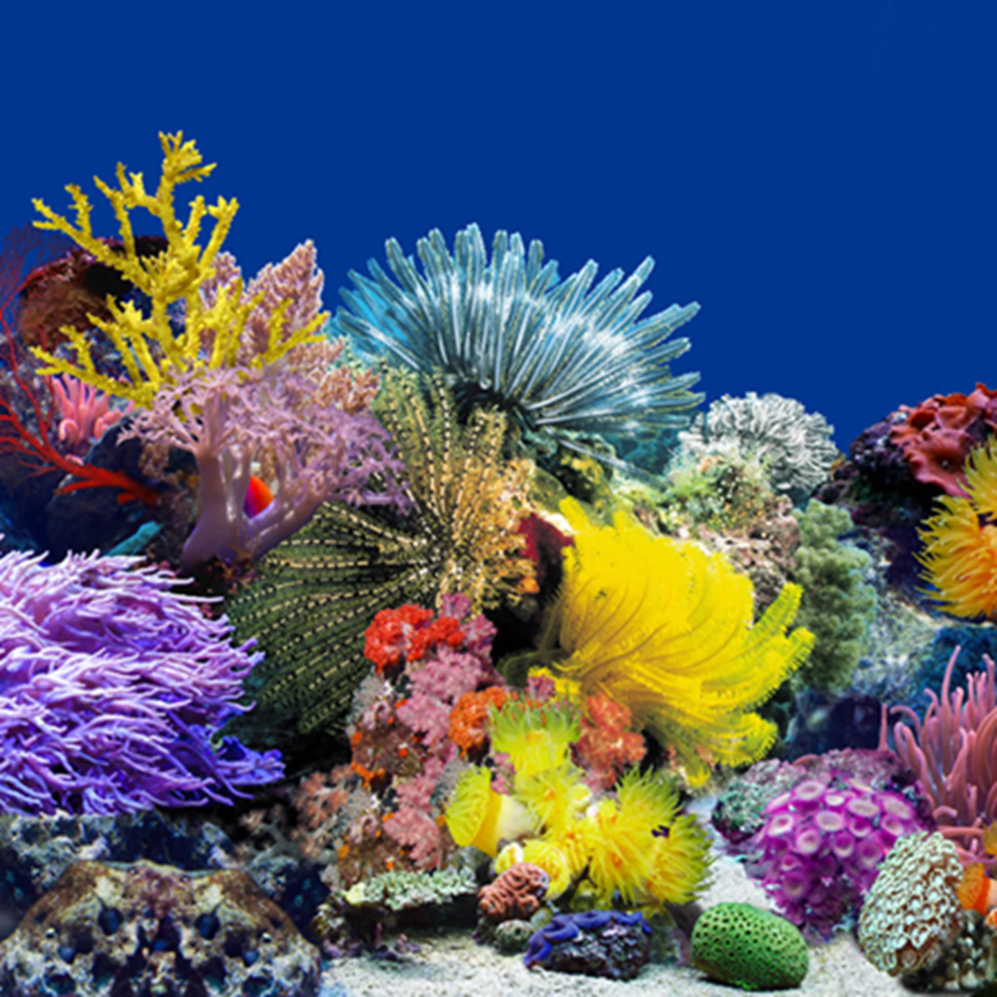 水槽水槽背景絵画両面プラスチック天然海洋海底/サンゴ礁/岩