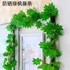 One 2.3-meter-long vertical green maple vine.