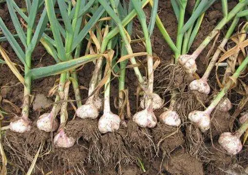 Трехточечный трактор для сельского хозяйства, семена шпината, буровая машина для посадки чеснока на продажу