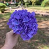 11#  viola scuro