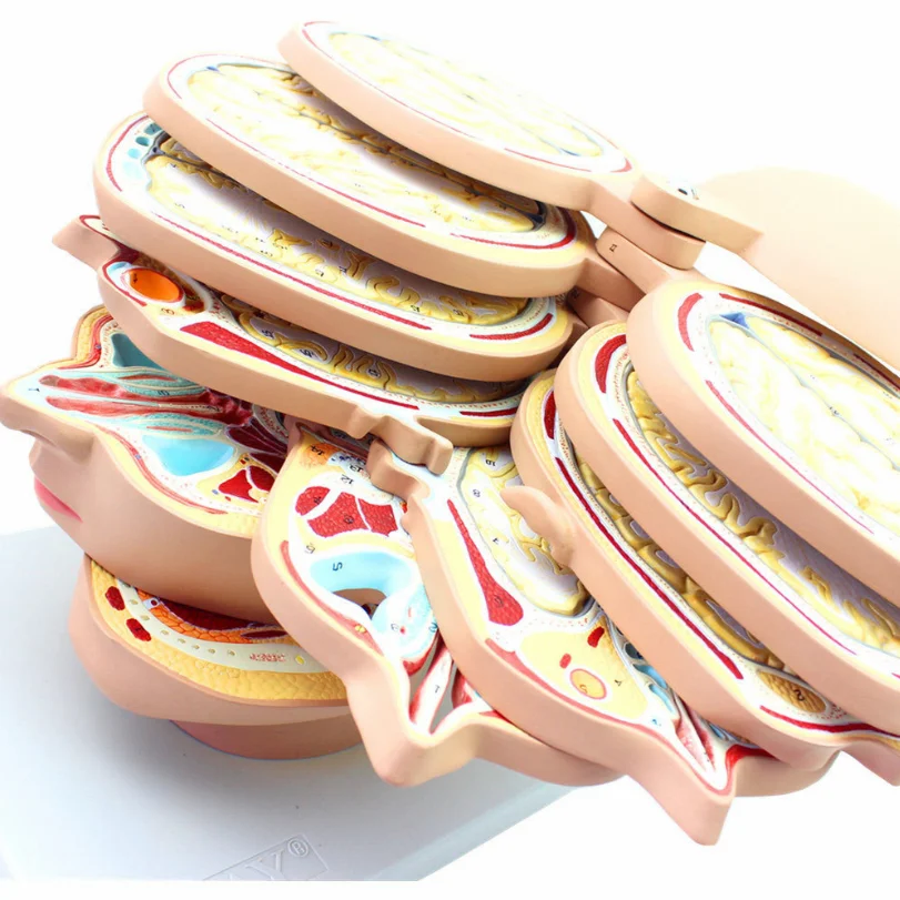 Medical Teaching Model Head Section Model  Horizontal Section 12 Pieces  Human Brain Model Head Anatomy