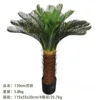 110cm cycad