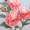 rosa2
