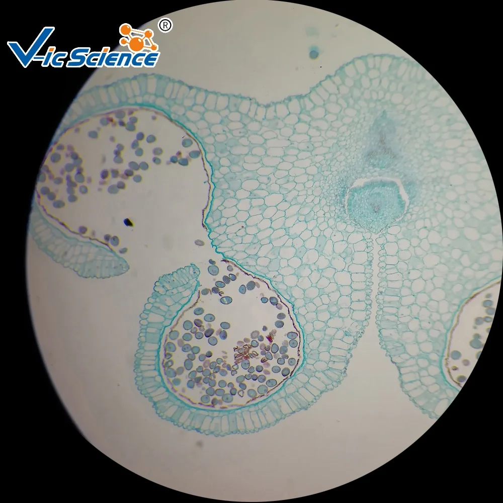 Planta slides botânica biologia slides botânica microscópio slide cebola  bulbo epiderme w.m, image size:1000x1000