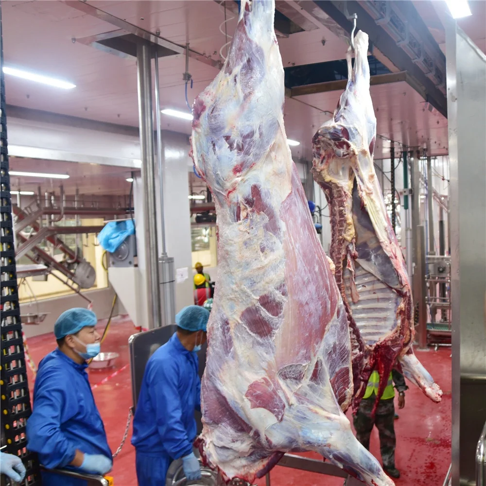 150 cows slaughterhouse per day buffalo meat slaughterhouse