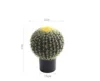 Cactus medio