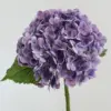 สีม่วง
