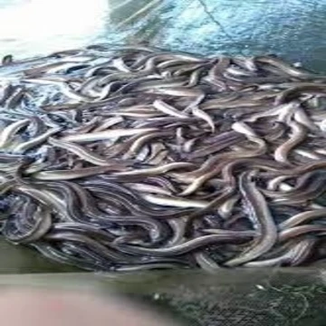 japanese eel for sale