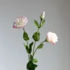 Rosa-75cm