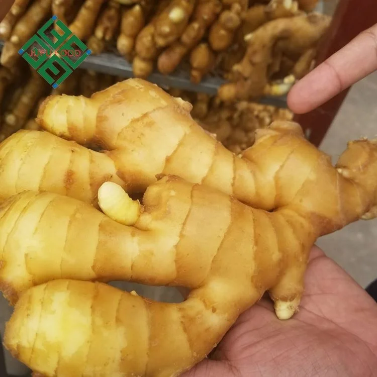Carton Package Ginger Varieties of Fresh Ginger