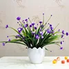 Baby's breath, Milan flower blue