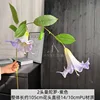 Pourpre