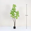 Heartleaf Ficus, white and green, 150cm