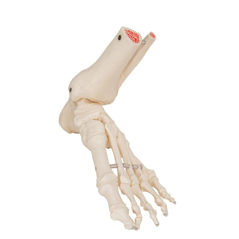 30x18x11cm Human Skeleton Model , Pvc 0.8kg Anatomical Foot Model