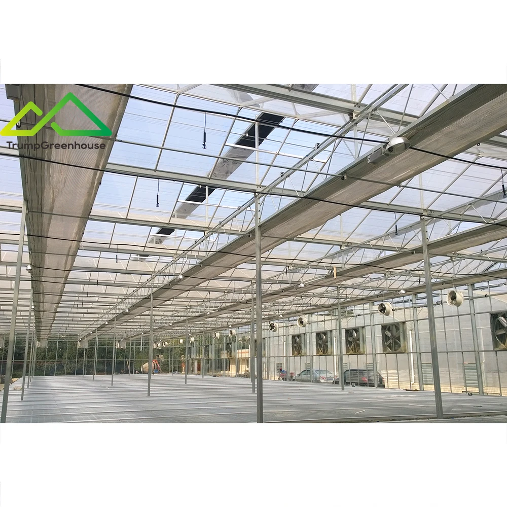 Agricultural Commercial Greenhouse Venlo Glass Greenhouse Irrigation & Hydroponics Equipment
