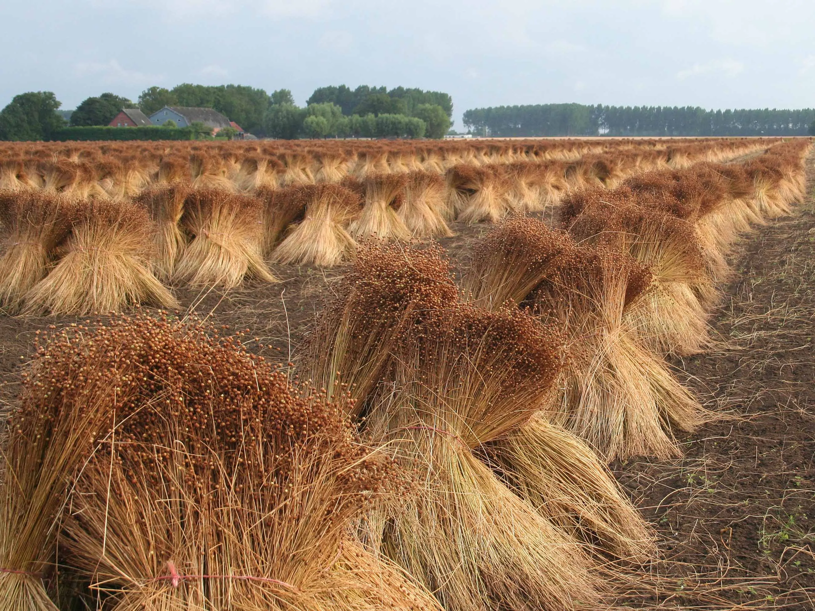 Сельское хозяйство Белоруссии льноводство