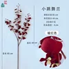 Dark red Dancing Orchid DG