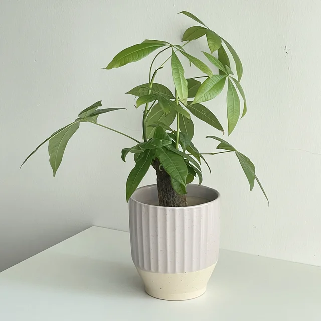 Modern Ribbed Ceramic Plant Pots Indoor Greenery Decoration - Perfect for Home & Office Plants