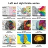 Left and right brain series