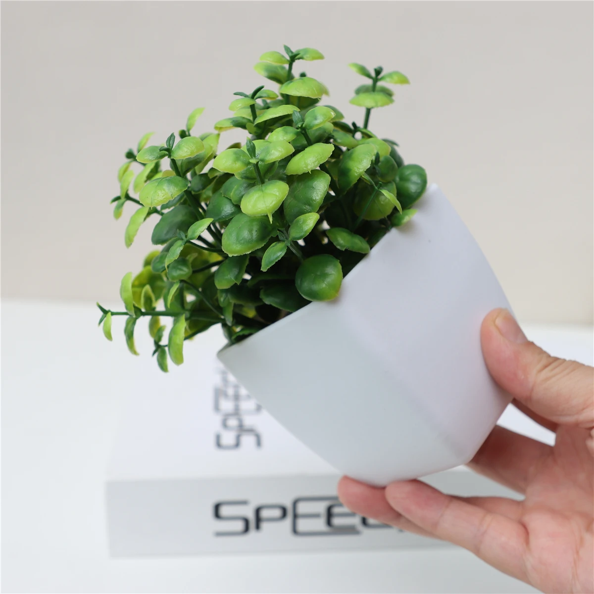 crassula ovata gollum variegata Crassula ovata 'Gollum' variegated – LET LOVE GROW (Succulent & Cactus)