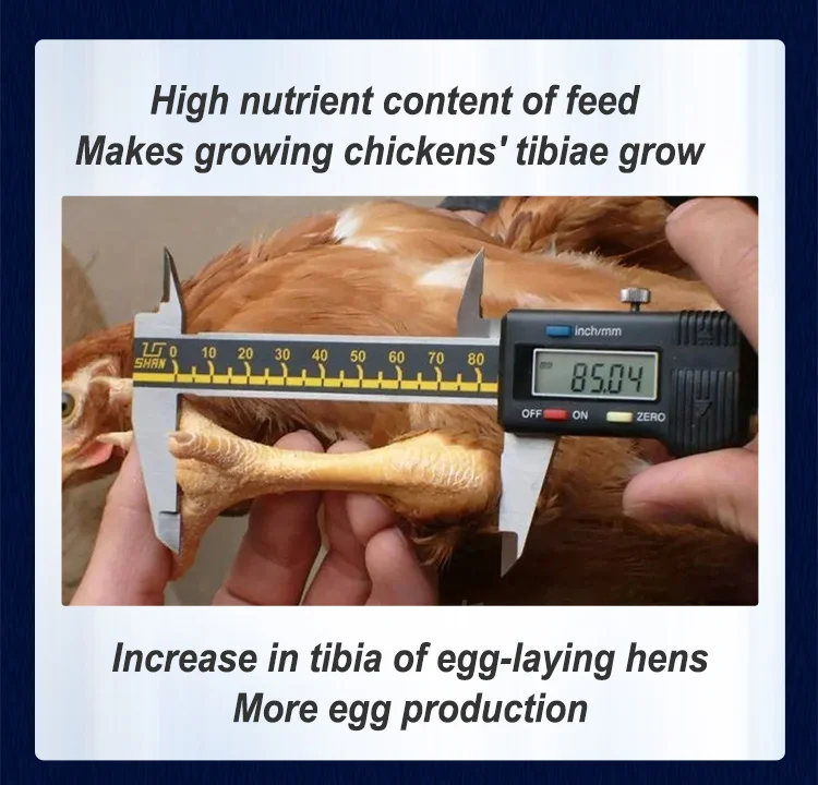 Lay Premix High Quality Feed Premix Hen Lay Poultry Chicken Layer Feed Premix ...