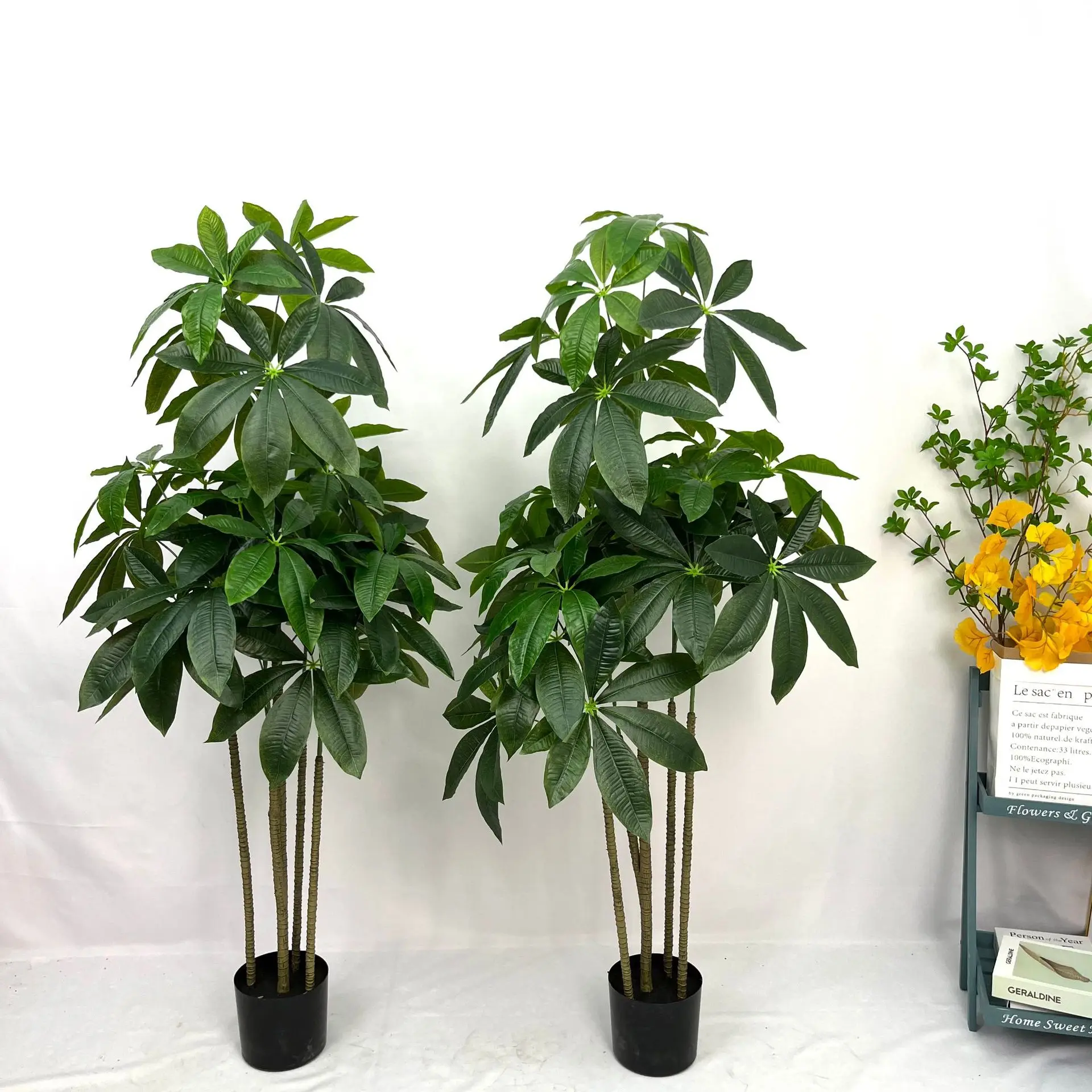 Wholesale Pachira Macrocarpa Tree Plant Bonsai Chinese Money Tree