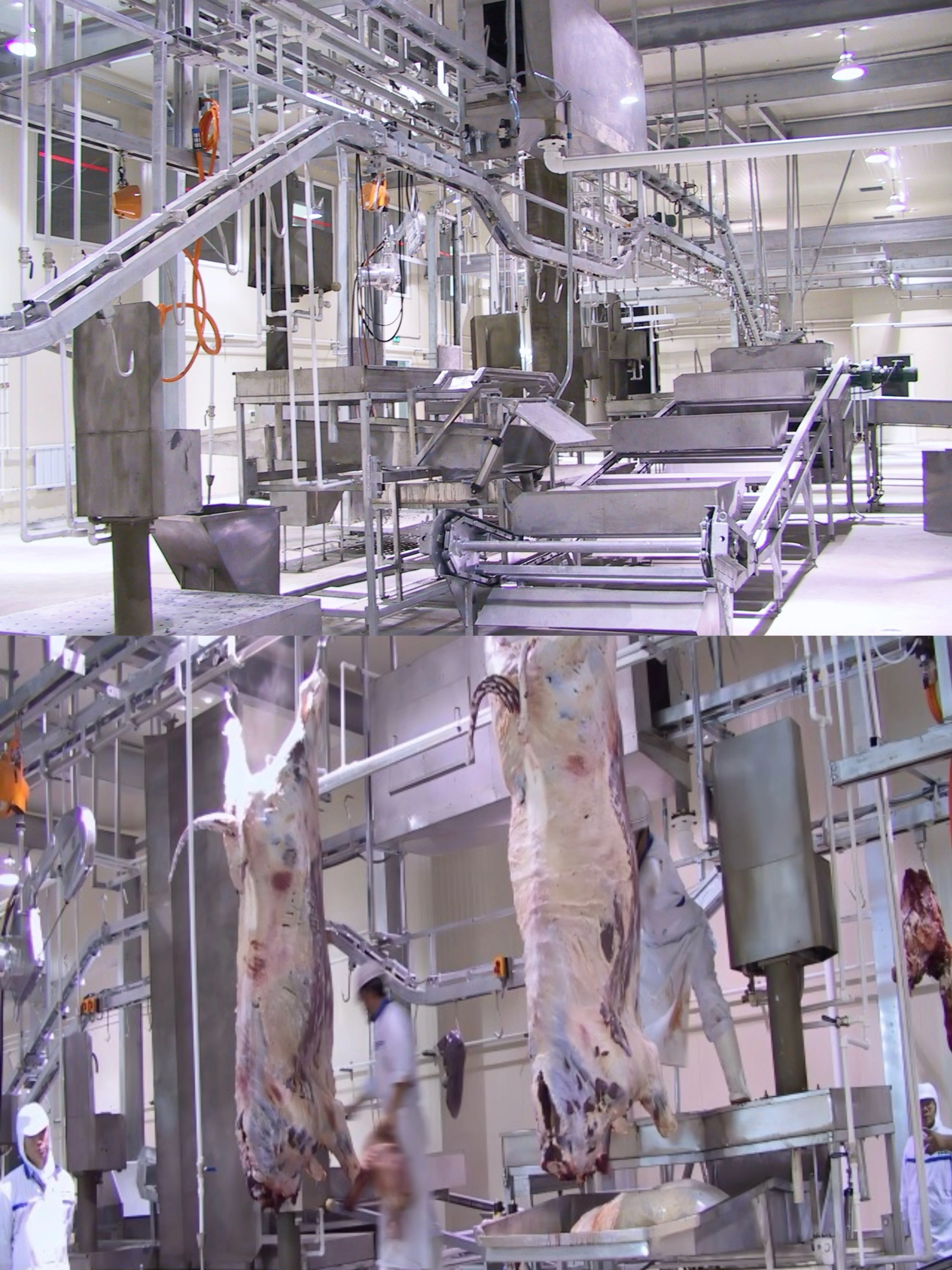 Complete cattle slaughtering line equipment for modern cattle slaughterhouse
