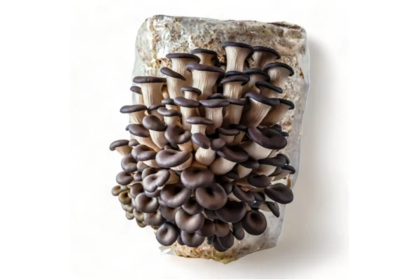Mushroom Liquid Spawn Inoculation Machine Mushroom Cultivation Machine Mushroom Inoculation Machine