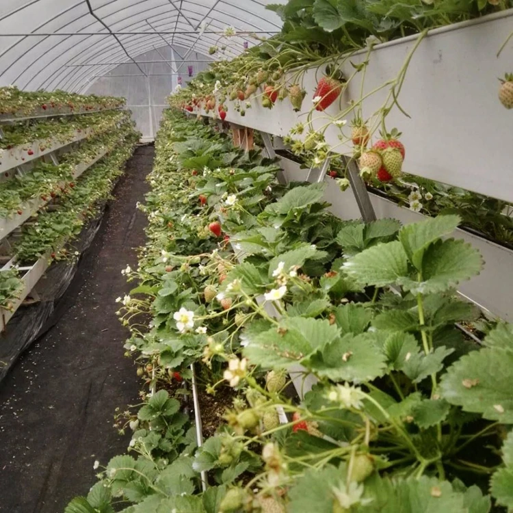 strawberry planter gutter