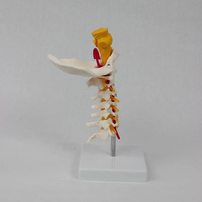 Medical Science Human Cervical Joint Model Series Model For Students To ...