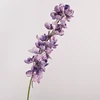 Pourpre
