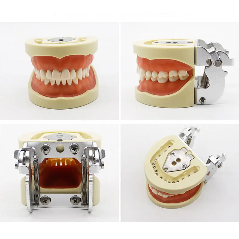 Factory Direct Removable Orthodontic Study Dentist Anatomical Oral Training Oral Tooth Model Dental Typodont Models Carton Box