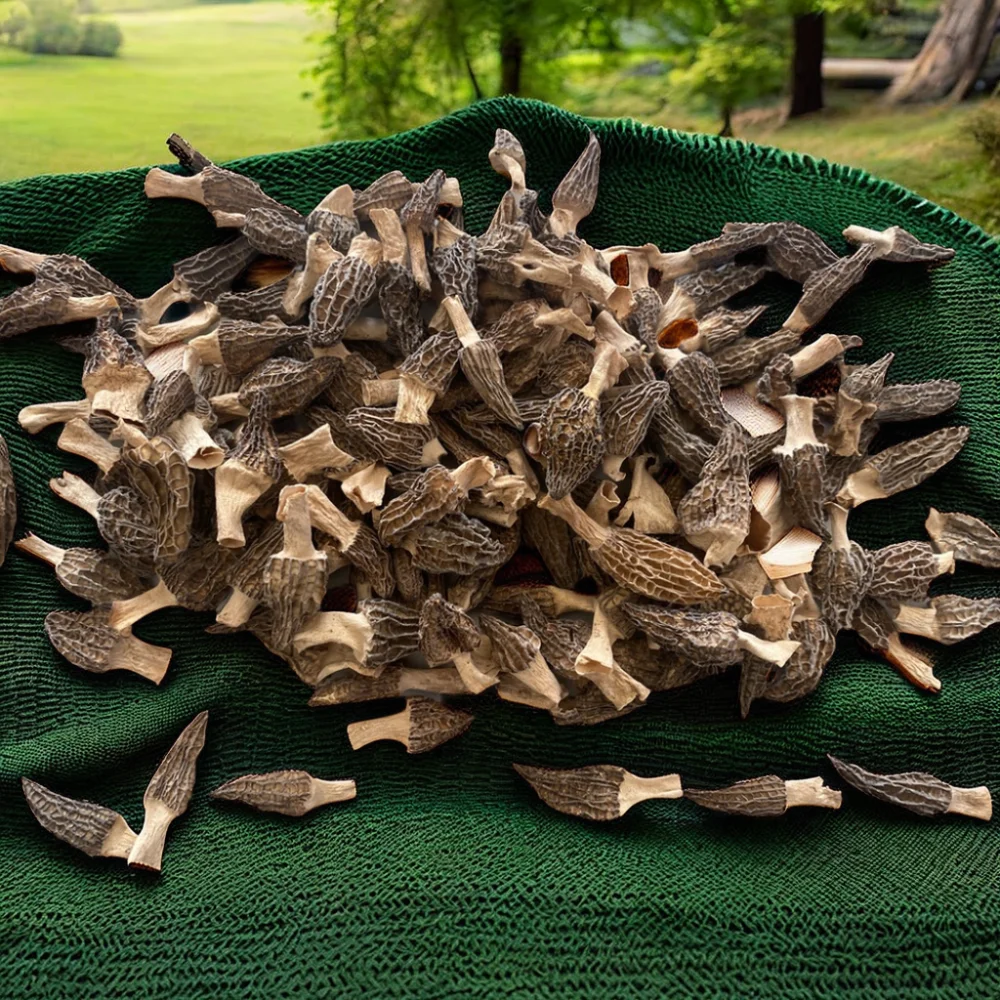 Haoyuan Sessile Morel Mushroom 13cm Dry Mushroom Wholesale Price Black