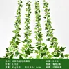 White-edged sweet potato vine strips (2 strips per package)