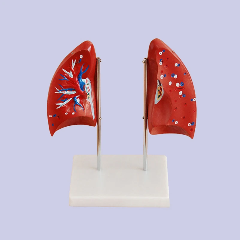 Medical Teaching Used PVC Simulation Human Anatomy Lung Respiratory System Structure Model