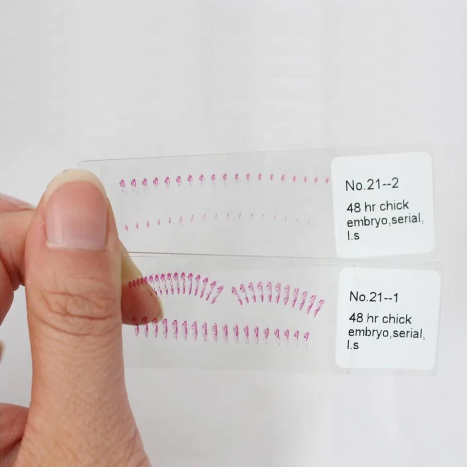 Лезвие курицы серийные поперечные секции микроскоп готовые слайды на животных