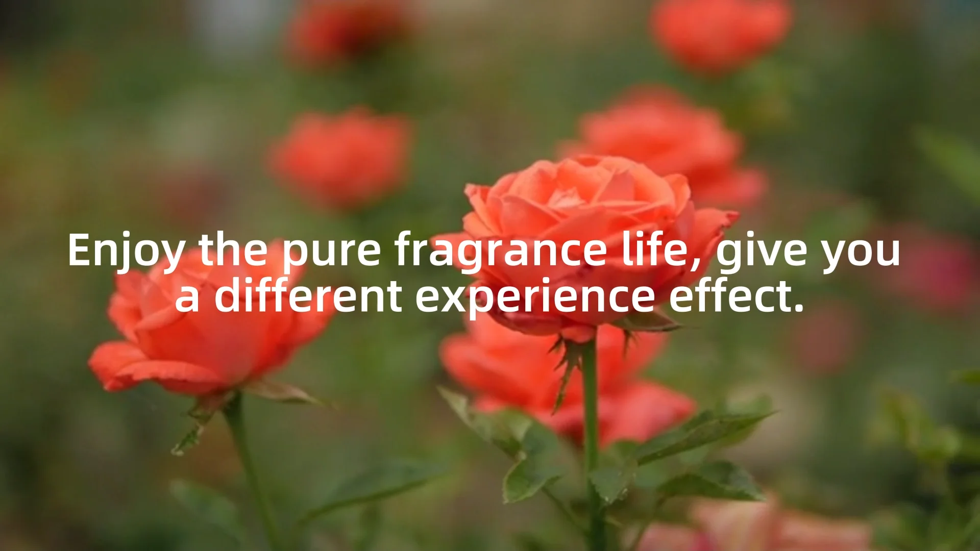 Wholesale Arc0194 Custom Scented Essential Oud Fragrance Oil For Candle