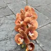 naranja mandarina