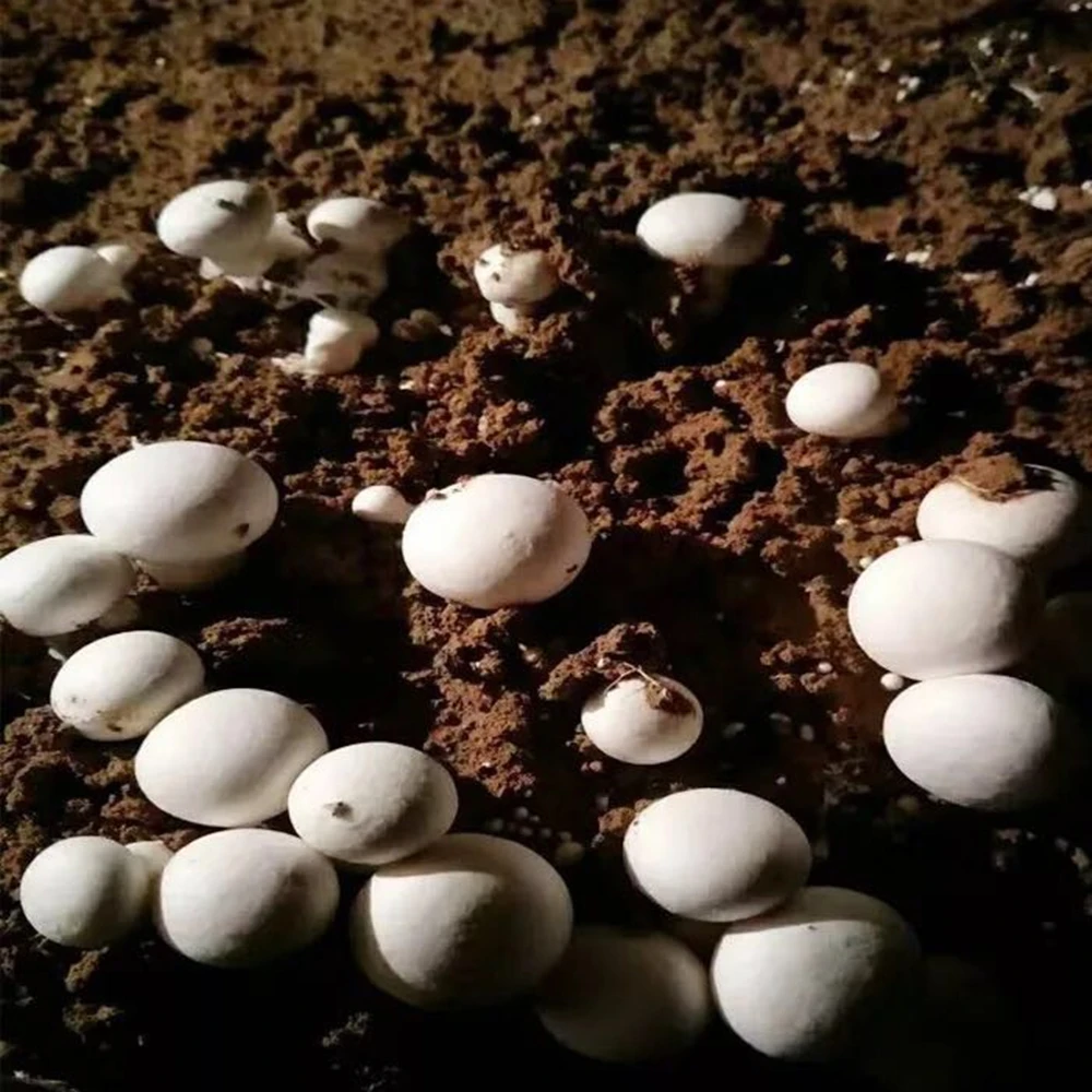 fresh mushroom 36