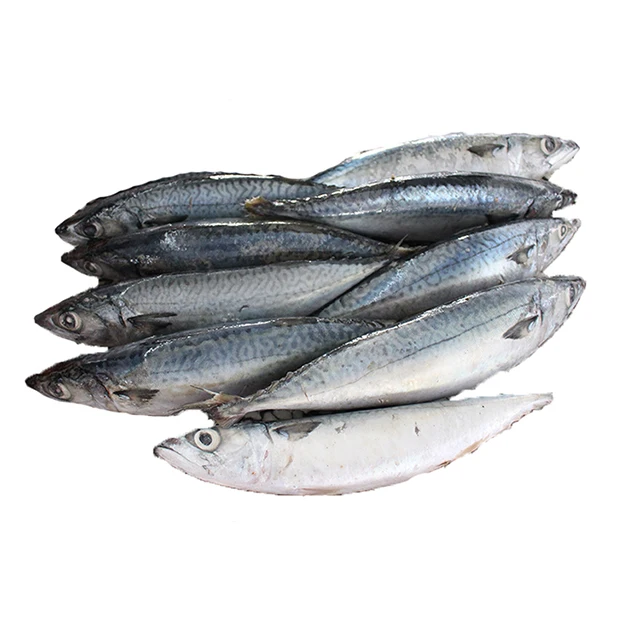 300 - 500 г свежая морская еда Тихоокеанская скумбрия замороженная рыба