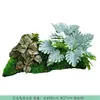White-edged turtle-leaf mountain bag