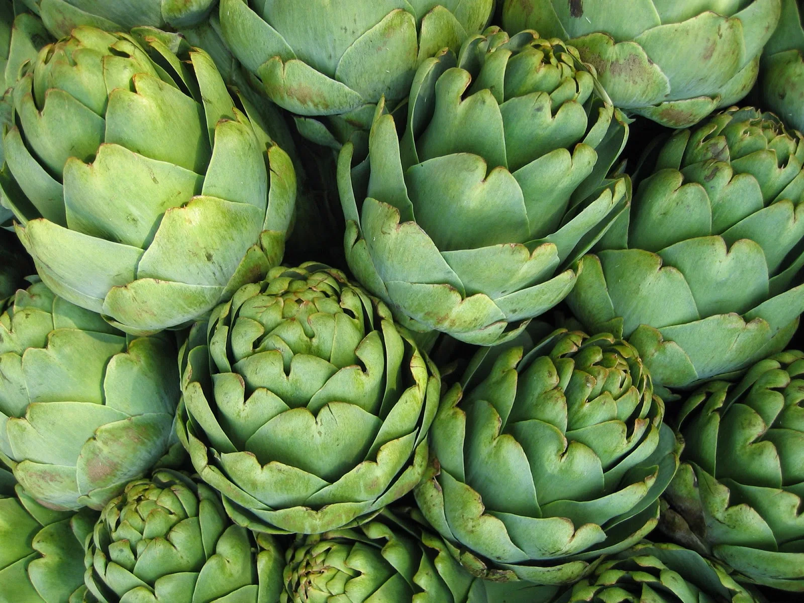 artichokes_bkgrd.jpg